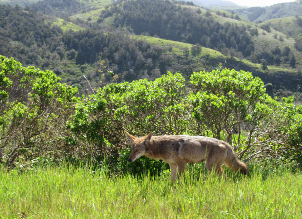 Coyote